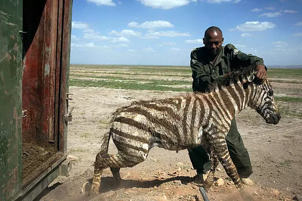 Conservation Strategies of the Kenya Wildlife Service