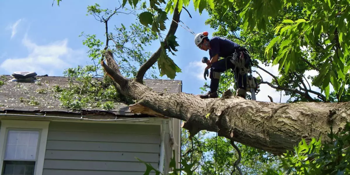 How Tree Trimming in Arlington, TX Improves the Health and Safety of Your Trees