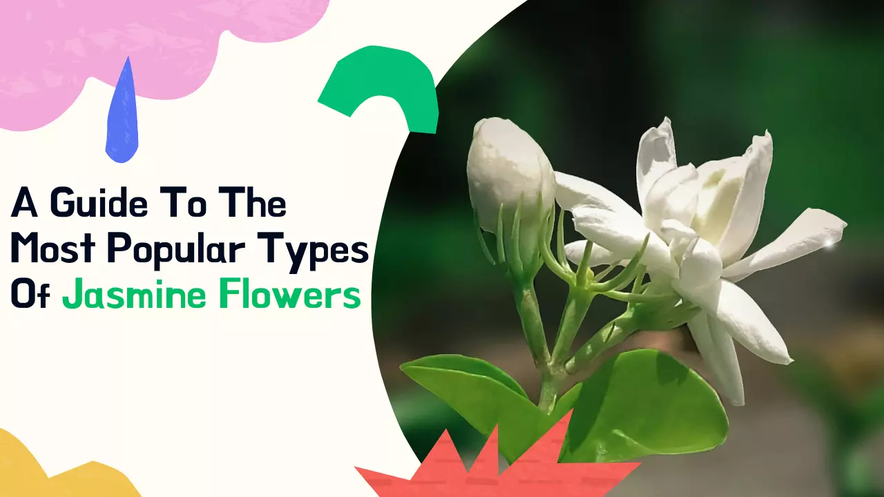 A Guide To The Most Popular Types Of Jasmine Flowers