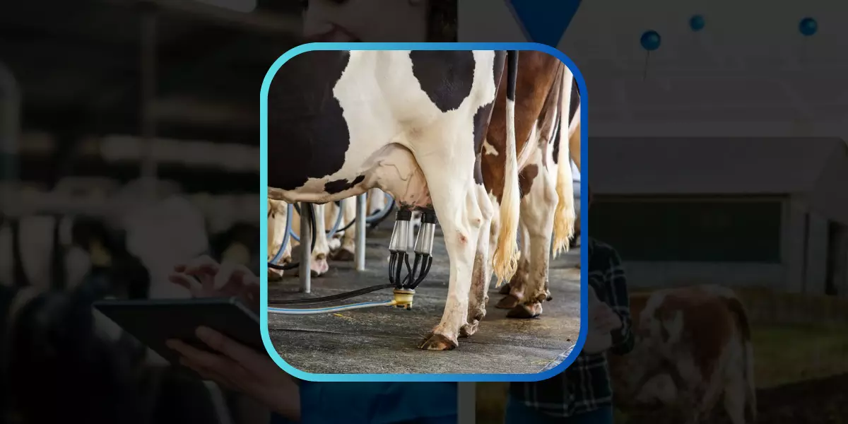 Grow Your Dairy Business with Milk Round Software