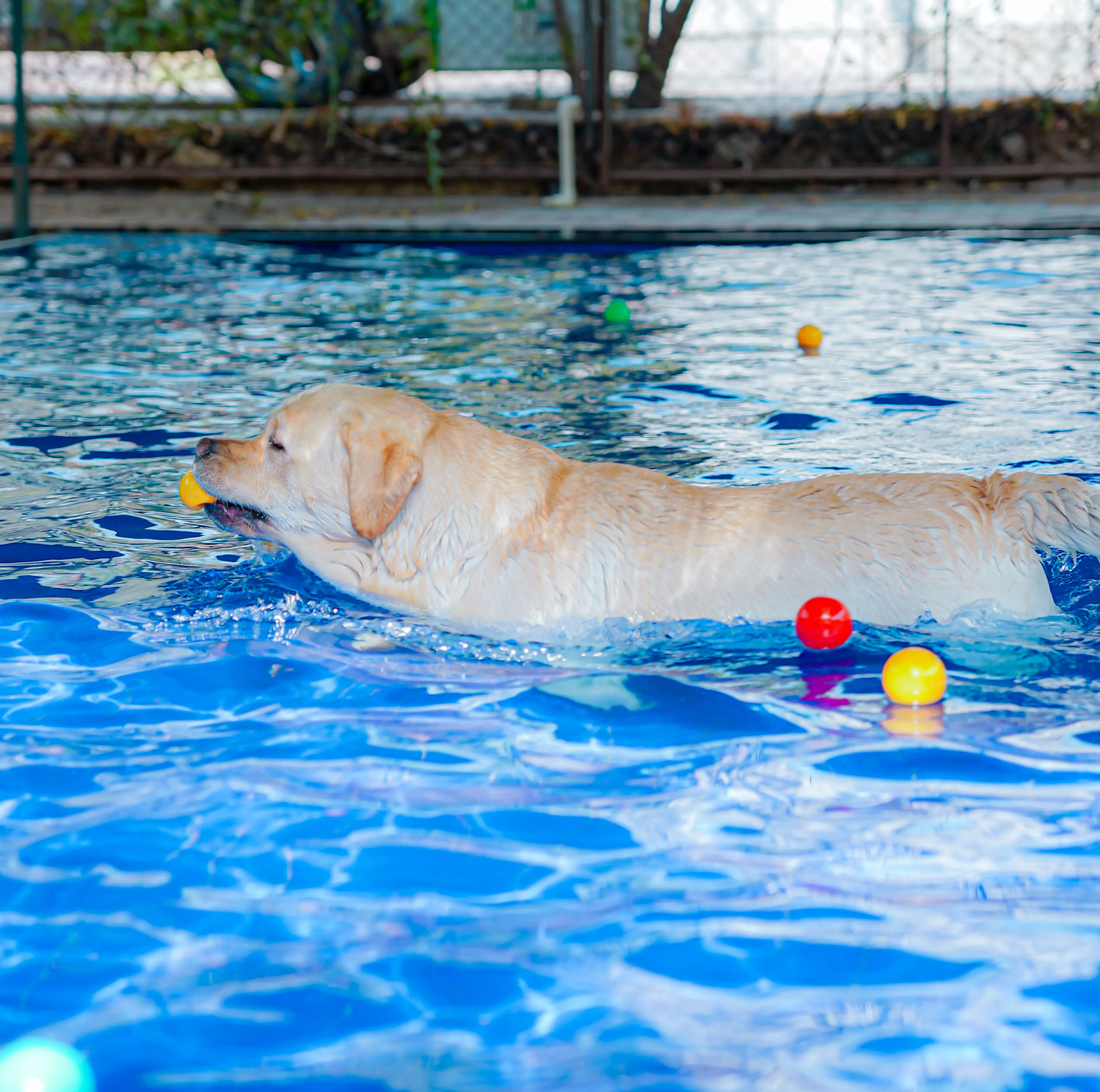 The Comprehensive Guide to Hydrotherapy for Dogs